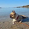 dog, french_bulldog, water, beach, sky, collar, leash, rocks, calm, sunlight, shallow_water, outdoor, nature, pet, summer, relaxing, animal, canine, serene, daytime