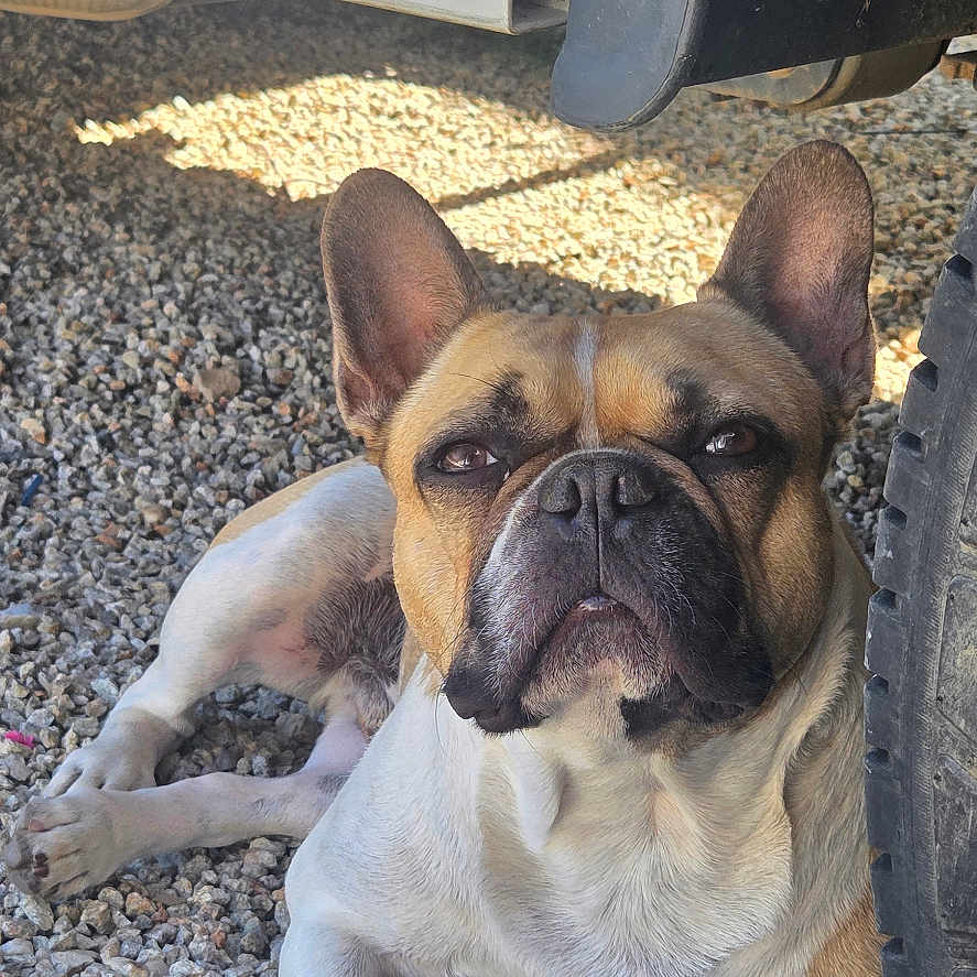 Timon a rejoint le concours — aidez-le/la à gagner de superbes lots ! dog, french_bulldog, pet, animal, gravel, tire, vehicle, outdoor, sunlight, shadow, resting, ears, face, muzzle, paw, closeup, portrait, relaxed, ground, nature