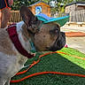Timon participe au concours pour gagner de l'argent avec cette photo : dog, french_bulldog, visor, collar, leash, grass, outdoor, sunny, man, shorts, sunglasses, fence, trees, blue_sky, pet, canine, side_view, summer, animal, playful