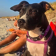 Aly a rejoint le concours — aidez-le/la à gagner de superbes lots ! dog, beach, sand, sunlight, purple_harness, pet, outdoor, canine, person, relaxation, summer, nature, daytime, animal, leash, background, human_leg, food_container, blue_sky, sunset_lighting