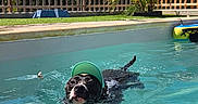 Aly a rejoint le concours — aidez-le/la à gagner de superbes lots ! animal, blue_sky, canine, cap, daytime, dog, fence, garden, leisure, nature, outdoor, pet, pool, recreation, steps, summer, sunny, swimming, trees, water