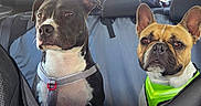 Aly a rejoint le concours — aidez-le/la à gagner de superbes lots ! dog, car_interior, backseat, pet_hammock, seat_cover, black_and_white_dog, brown_dog, harness, window, parking_lot, daylight, pets, canine, restraint, vehicle, seat, headrest, looking_out_window, two_dogs, travel