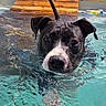 Aly a rejoint le concours — aidez-le/la à gagner de superbes lots ! dog, swimming, water, pool, person, outdoor, sunny, summer, pet, canine, black_and_white, animal, recreation, leisure, backyard, fence, summer_clothing, wet, active, daytime