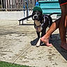 Aly participe au concours pour gagner de l'argent avec cette photo : dog, green_cap, person, barefoot, concrete, grass, fence, blue_sky, outdoor, sunny, shadow, bench, building, leash, collar, pet, summer, casual, animal, daytime