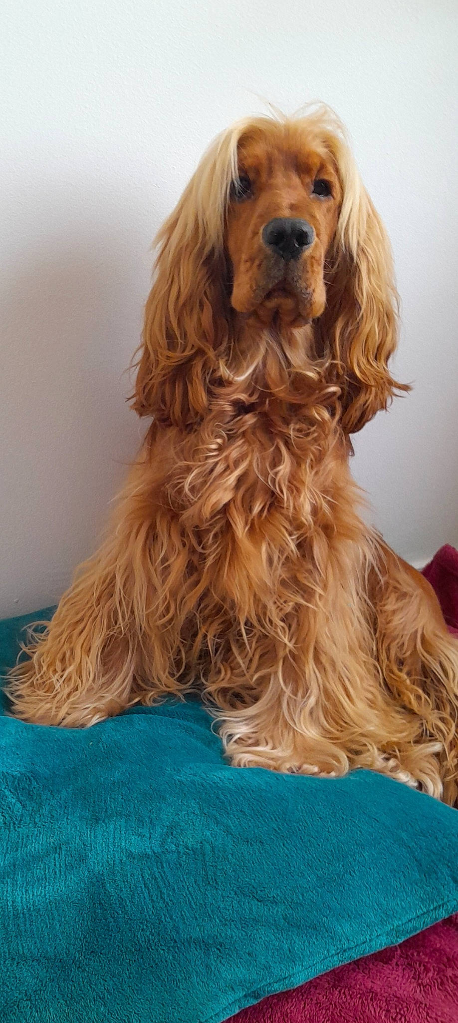 Aldo participe au concours pour gagner de l'argent avec cette photo : brown, canidae, carnivore, companion_dog, dog, dog_breed, dog_supply, electric_blue, fawn, fur, gun_dog, hardwood, hunting_dog, layered_hair, liver, sporting_group, surfer_hair, wood, wood_stain, working_animal