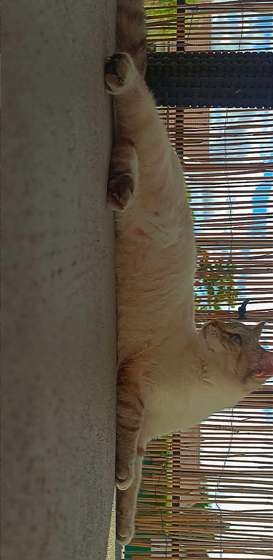 Blue a rejoint le concours — aidez-le/la à gagner de superbes lots ! cat, feline, stretching, indoor, relaxed, bamboo_blinds, window, daylight, fur, whiskers, paws, side_view, curious, home, pet, animal, quiet, cozy, resting, natural_light