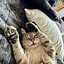 cat, feline, pet, sleeping, relaxed, paw, fur, hand, tickling, bed, blanket, pillow, cozy, indoor, resting, cute, whiskers, napping, comfort, domestic