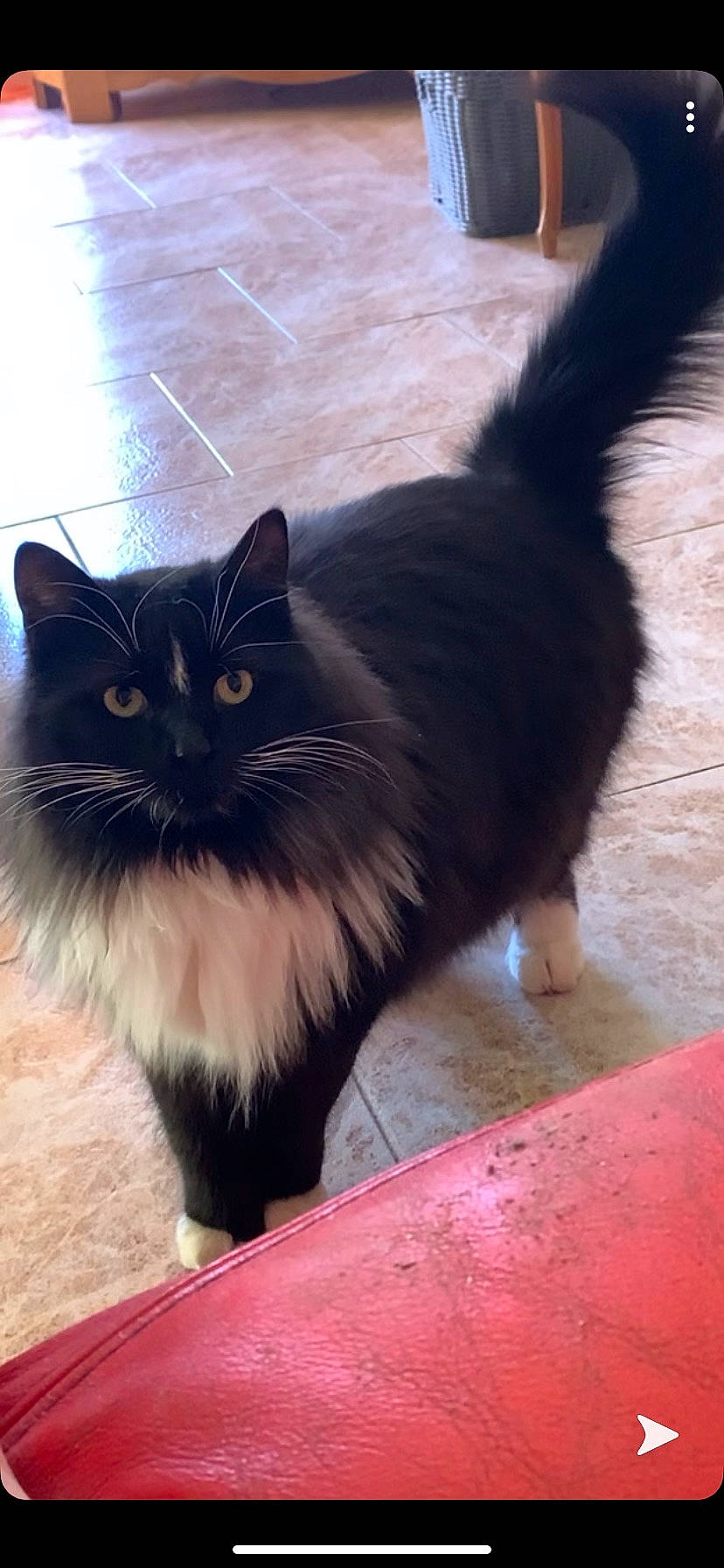 Huguette a rejoint le concours — aidez-le/la à gagner de superbes lots ! british_longhair, carnivore, cat, claw, felidae, floor, flooring, foot, fur, hardwood, paw, road_surface, shadow, sitting, small_to_medium_sized_cats, snout, tail, whiskers, window, wood