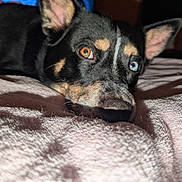 Opie is registered to the contest to win money with this photo: dog, heterochromia, brown_eye, blue_eye, close_up, pet, canine, fur, ear, nose, blanket, indoor, resting, lying_down, soft_texture, relaxed, animal, portrait, cozy, light_shadow