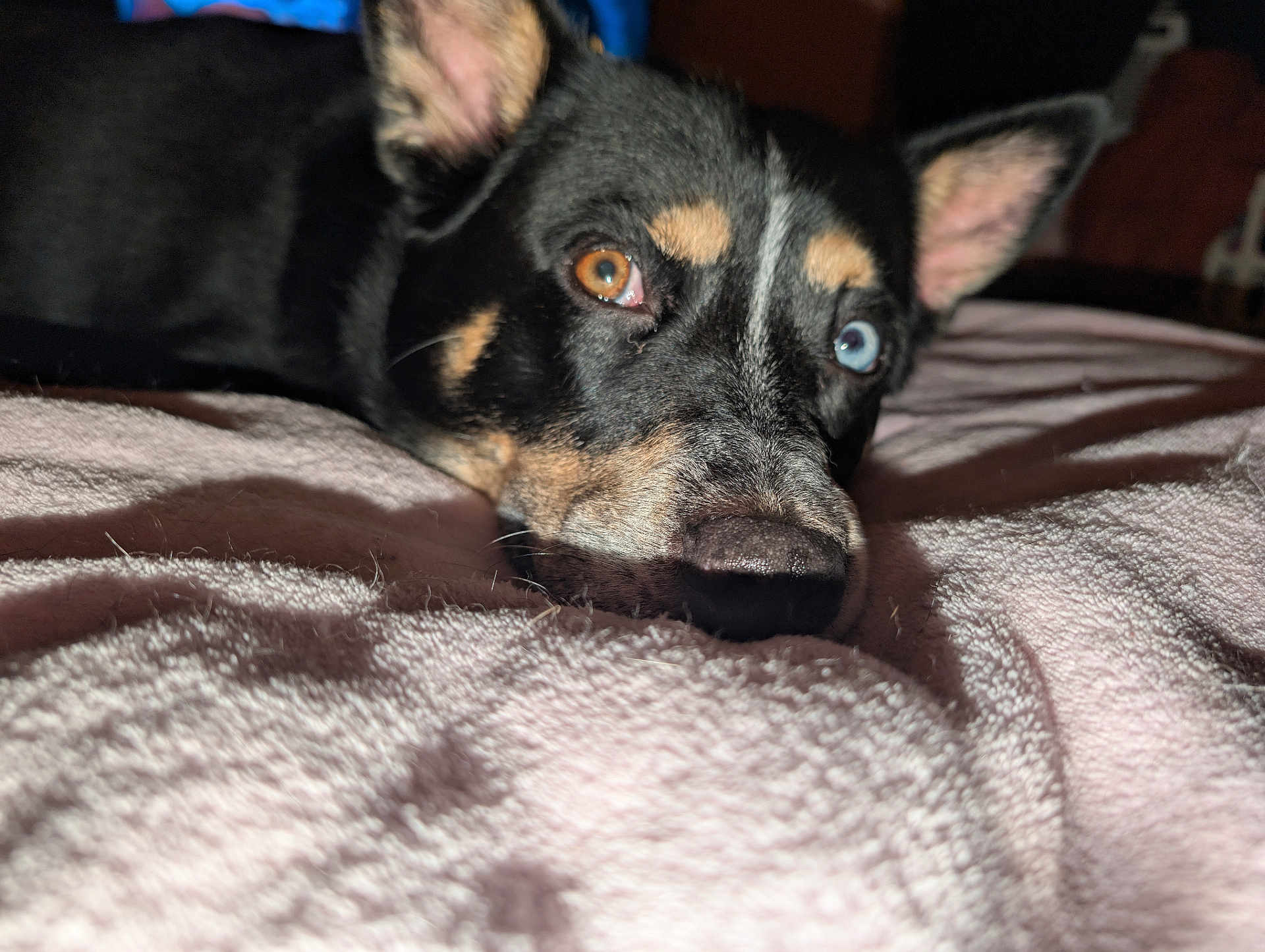Opie