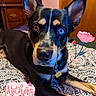 dog, heterochromia, bed, indoor, furniture, wooden_drawer, brown_eye, blue_eye, patterned_bedspread, closeup, pet, animal, mothers_day, sticker, flower_sticker, collar, resting, cute, portrait, decor