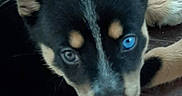 Opie joined the competition — help win amazing prizes! puppy, dog, close_up, heterochromia, blue_eye, gray_eye, black_fur, tan_markings, wooden_floor, pet, animal, young, cute, fur, face, lying_down, ears, nose, whiskers, outdoor
