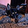 Opie joined the competition — help win amazing prizes! dog, heterochromia, brown_eye, blue_eye, pet, indoor, blanket, patterned_blanket, bedroom, curious, resting, black_fur, tan_fur, ears_up, close_up, animal, canine, portrait, furniture, cozy