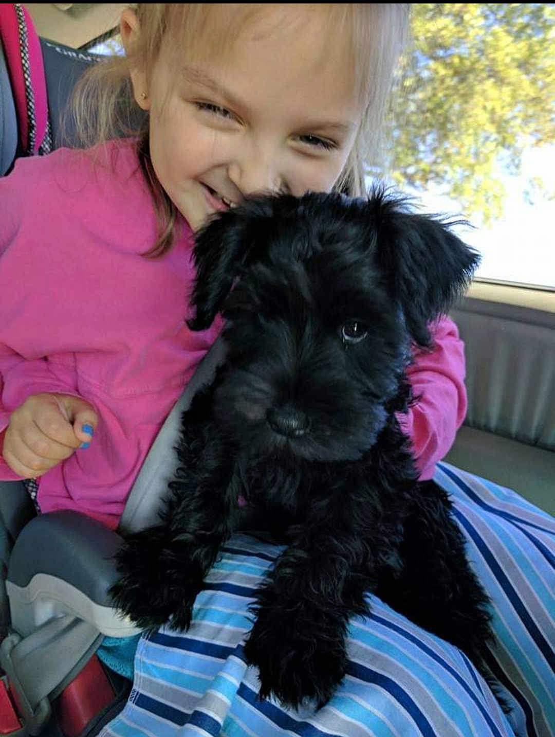 Murphy joined the competition — help win amazing prizes! child, puppy, dog, black_dog, smiling, pink_hoodie, car_interior, seatbelt, striped_blanket, happy, curly_fur, closeup, window, sunlight, cute, pet, friendship, young_girl, indoor, cozy