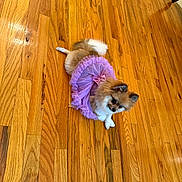 hardwood, wood, animal, canine, dog, pet, puppy, indoors, interiordesign, stainedwood, hound, cockerspaniel, plywood, papillon, accessories, strap, leaf, plant, leash, beagle