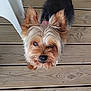 animal, black_fur, brown_fur, canine, collar, companion, cute, dog, domestic_animal, ears, floor, fur, looking_up, outdoor, pet, small_dog, snout, whiskers, wooden_deck, yorkshire_terrier