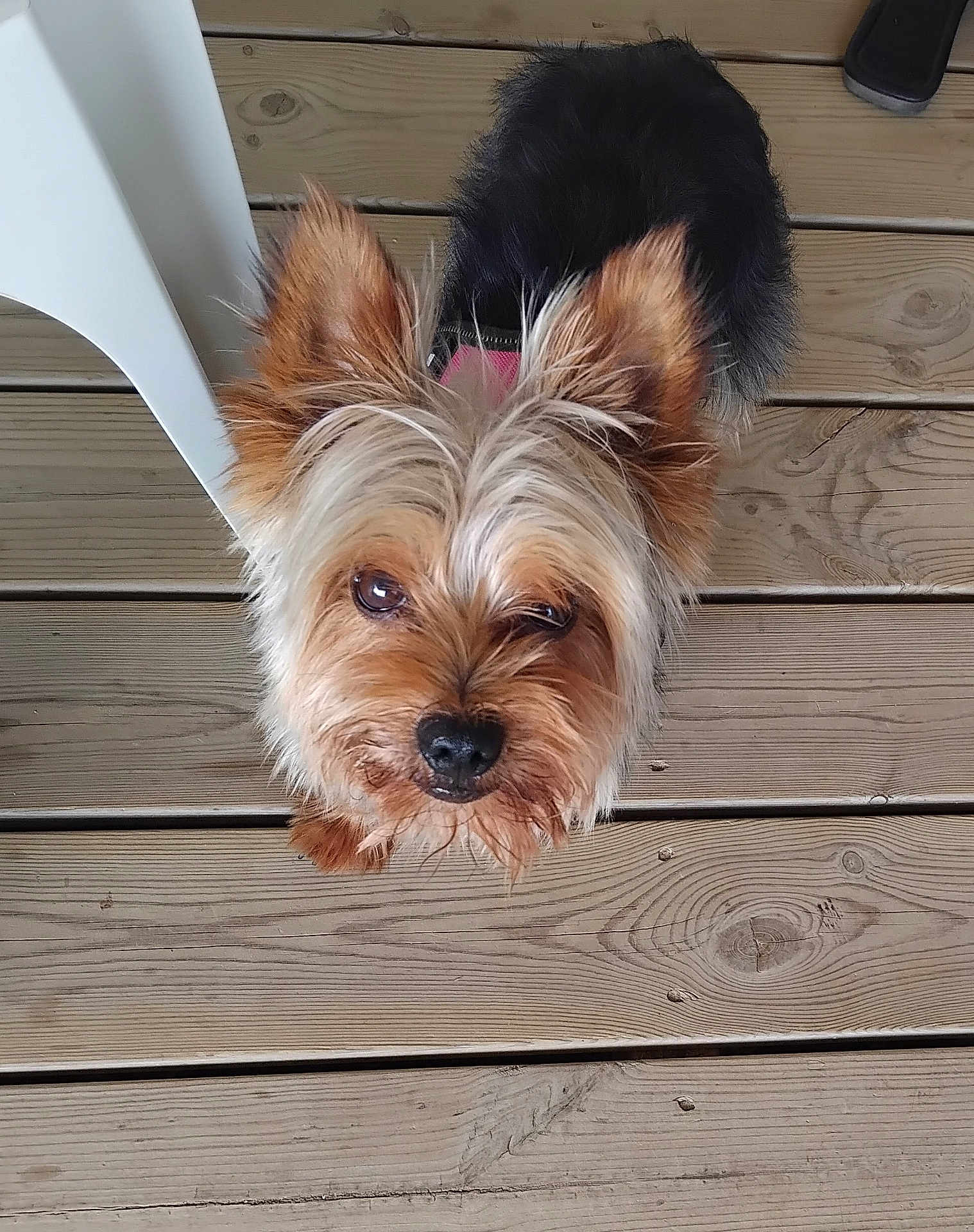 Christine Viart a rejoint le concours — aidez-le/la à gagner de superbes lots ! dog, small_dog, yorkshire_terrier, pet, animal, fur, ears, wooden_deck, floor, looking_up, outdoor, cute, companion, domestic_animal, canine, brown_fur, black_fur, snout, whiskers, collar