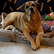 Narko participe au concours pour gagner de l'argent avec cette photo : attentive, basket, bed, blanket, cozy, cushion, dog, face, fur, indoor, large_dog, living_room, looking_up, paws, pet, portrait, resting, toy, wall_decor, wooden_floor