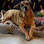 attentive, basket, bed, blanket, cozy, cushion, dog, face, fur, indoor, large_dog, living_room, looking_up, paws, pet, portrait, resting, toy, wall_decor, wooden_floor