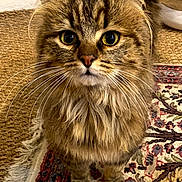 Vagabond participe au concours pour gagner de l'argent avec cette photo : cat, fluffy, whiskers, eyes, fur, pet, indoor, rug, patterned_rug, brown, tabby, close_up, animal, feline, cute, domestic_animal, sitting, looking, portrait, cozy