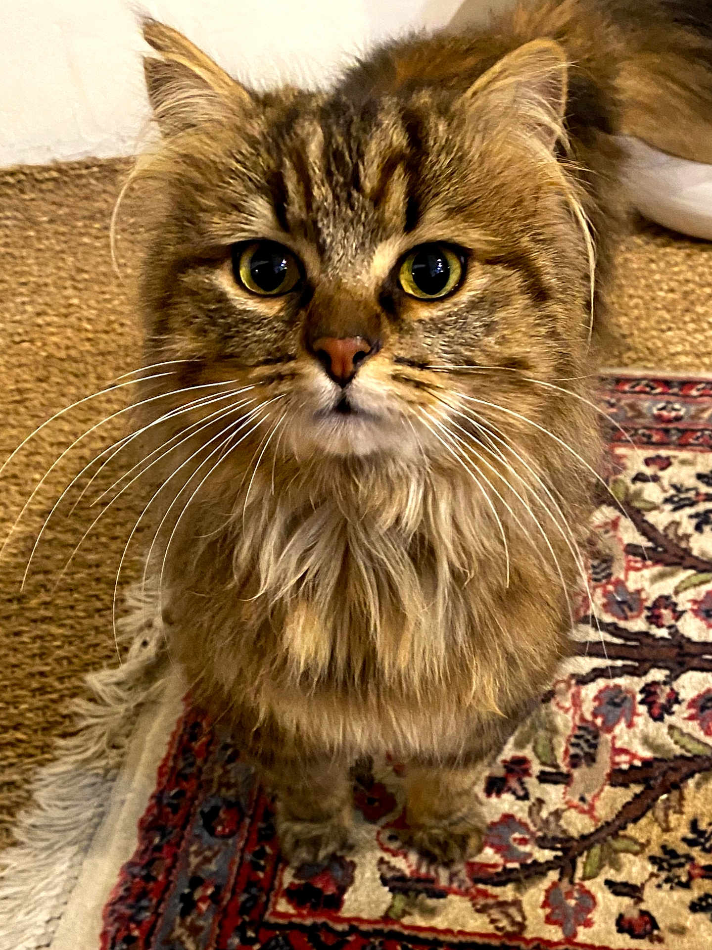 Vagabond participe au concours pour gagner de l'argent avec cette photo : cat, fluffy, whiskers, eyes, fur, pet, indoor, rug, patterned_rug, brown, tabby, close_up, animal, feline, cute, domestic_animal, sitting, looking, portrait, cozy