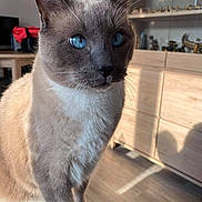 Blue participe au concours pour gagner de l'argent avec cette photo : cat, siamese_cat, blue_eyes, indoor, sunlight, fur, pet, animal, whiskers, portrait, wooden_furniture, decor, floor, domestic_cat, closeup, feline, cute, mammal, home, relaxing