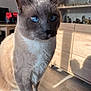animal, blue_eyes, cat, closeup, cute, decor, domestic_cat, feline, floor, fur, home, indoor, mammal, pet, portrait, relaxing, siamese_cat, sunlight, whiskers, wooden_furniture