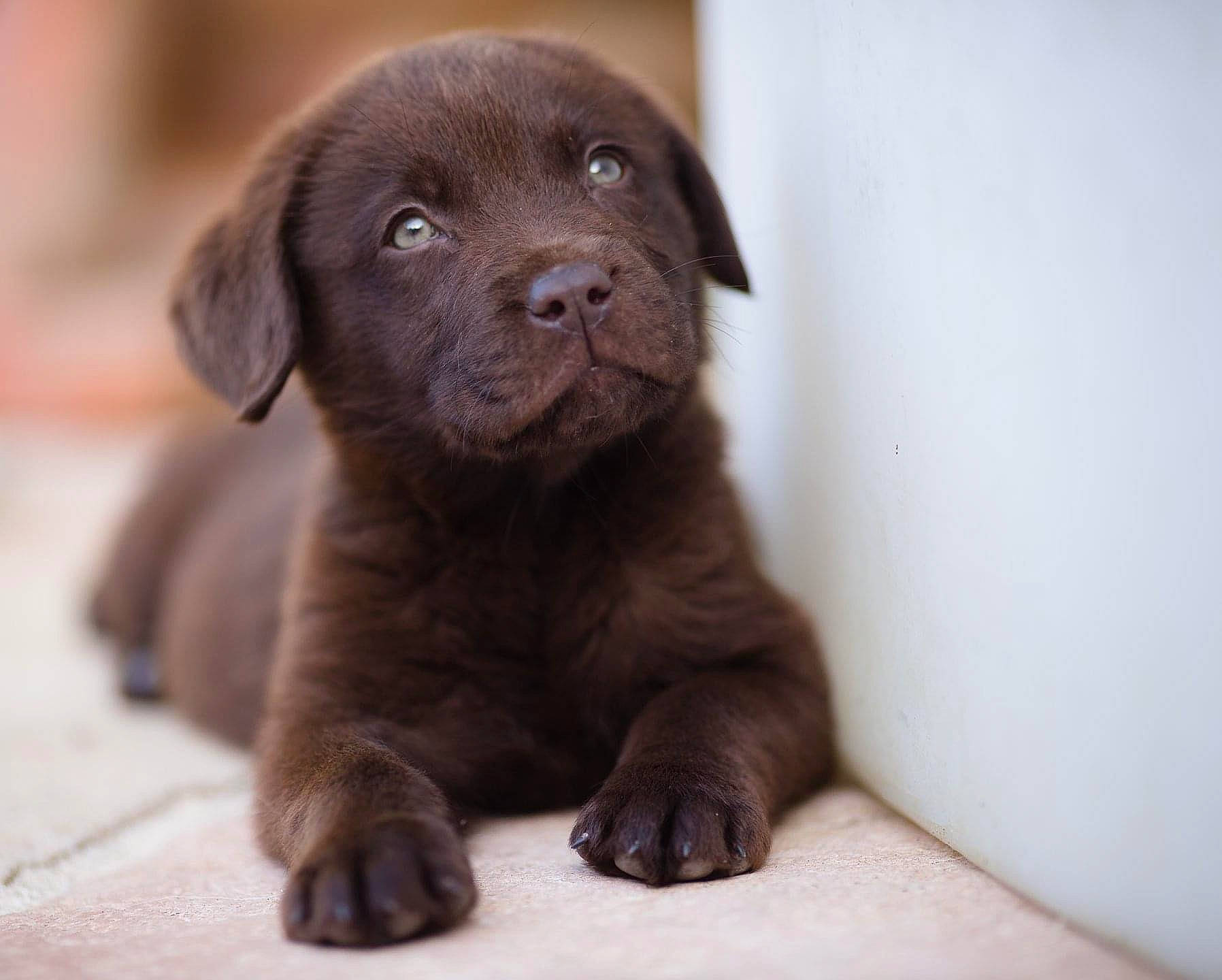 Barney a rejoint le concours — aidez-le/la à gagner de superbes lots ! beagador, borador, canidae, carnivore, companion_dog, dog, dog_breed, fawn, labrador_retriever, liver, mammal, nose, pointing_breed, puppy, retriever, snout, sporting_group, vertebrate