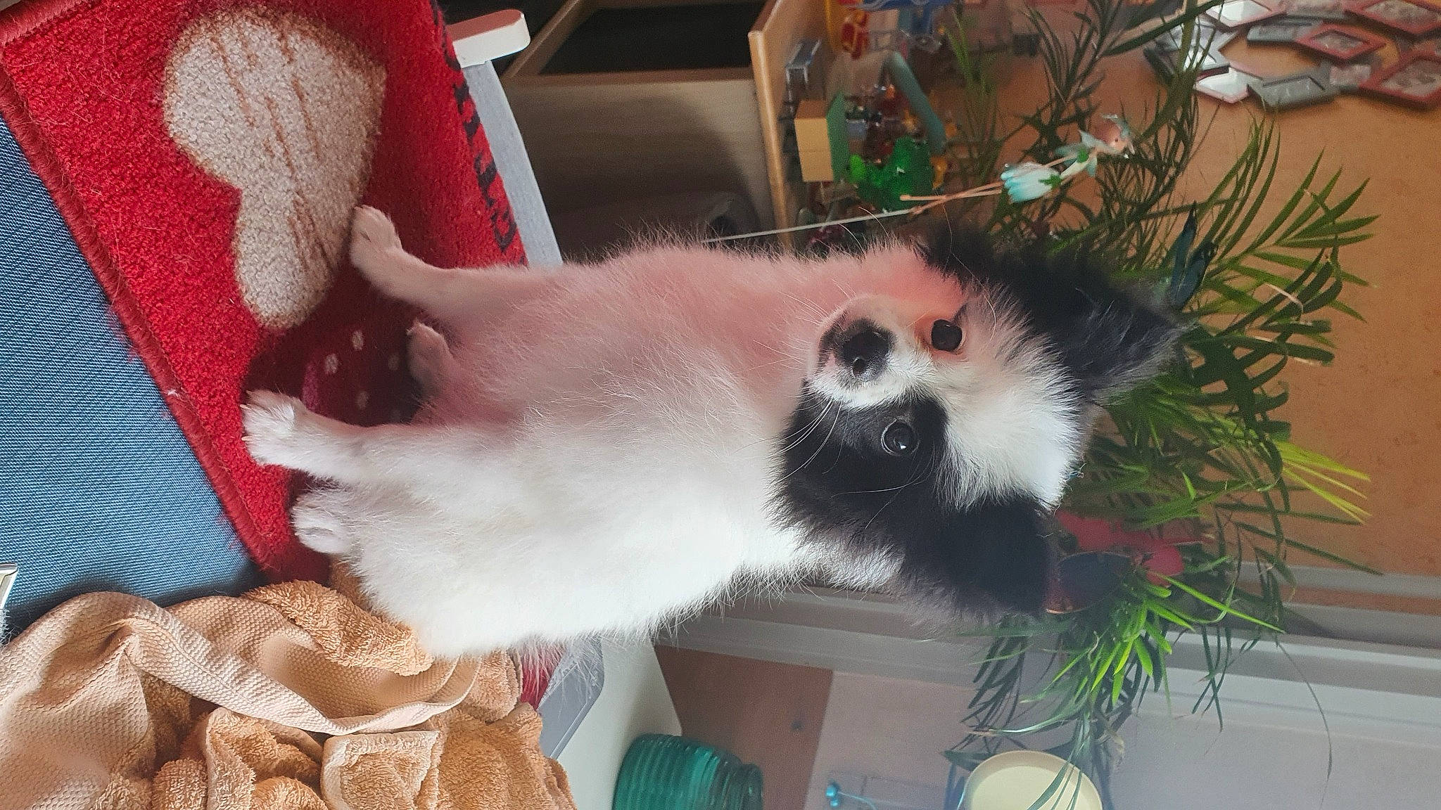 June participe au concours pour gagner de l'argent avec cette photo : balinese, basket, carnivore, cat, cat_supply, fawn, felidae, fur, houseplant, pet_supply, plant, siamese, small_to_medium_sized_cats, whiskers