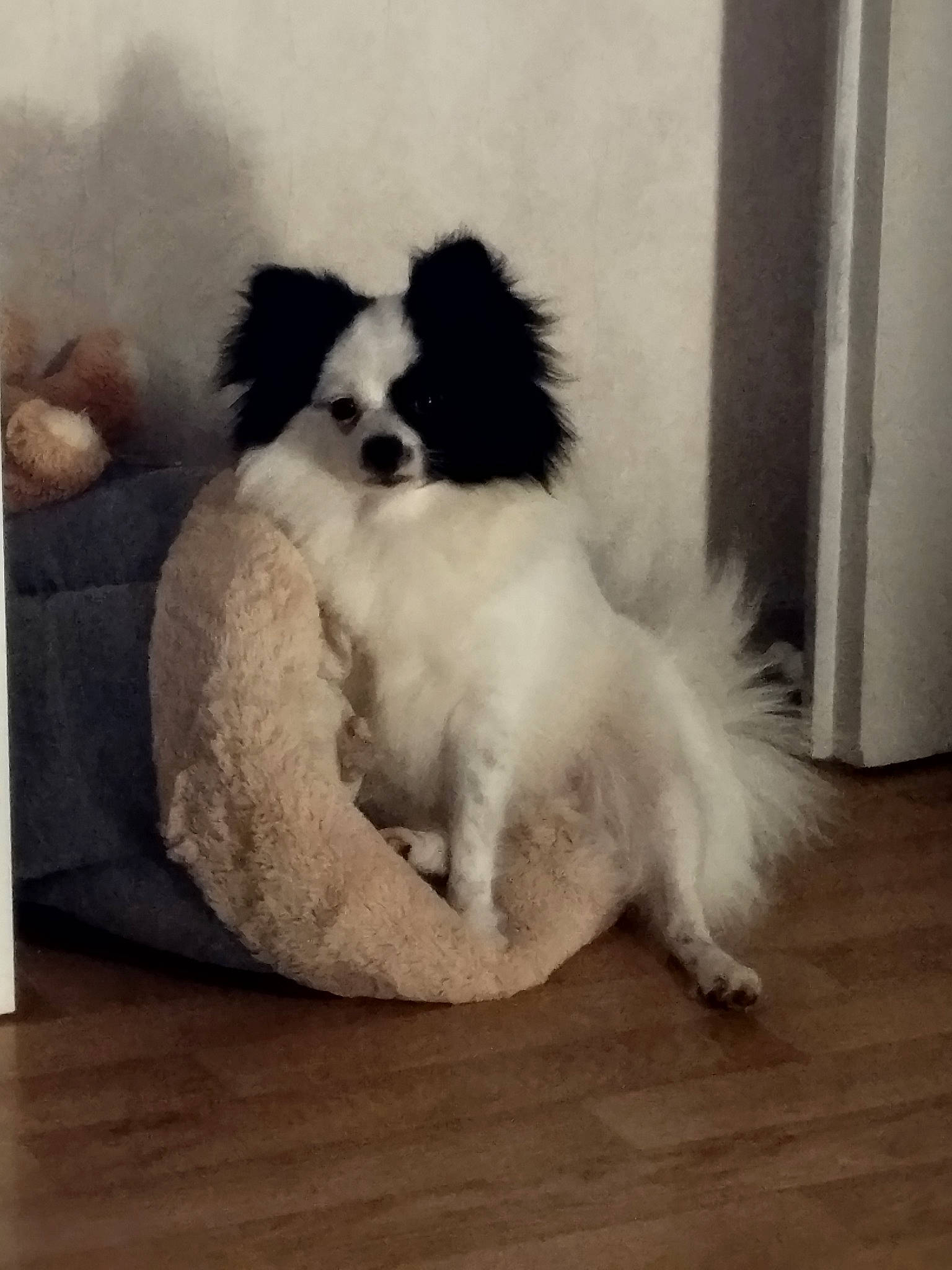 June a rejoint le concours — aidez-le/la à gagner de superbes lots ! canidae, carnivore, companion_dog, dog, dog_breed, dog_supply, fawn, flooring, fur, hardwood, non_sporting_group, snout, sporting_group, tail, terrestrial_animal, toy_dog, whiskers, wood, wood_flooring, working_animal