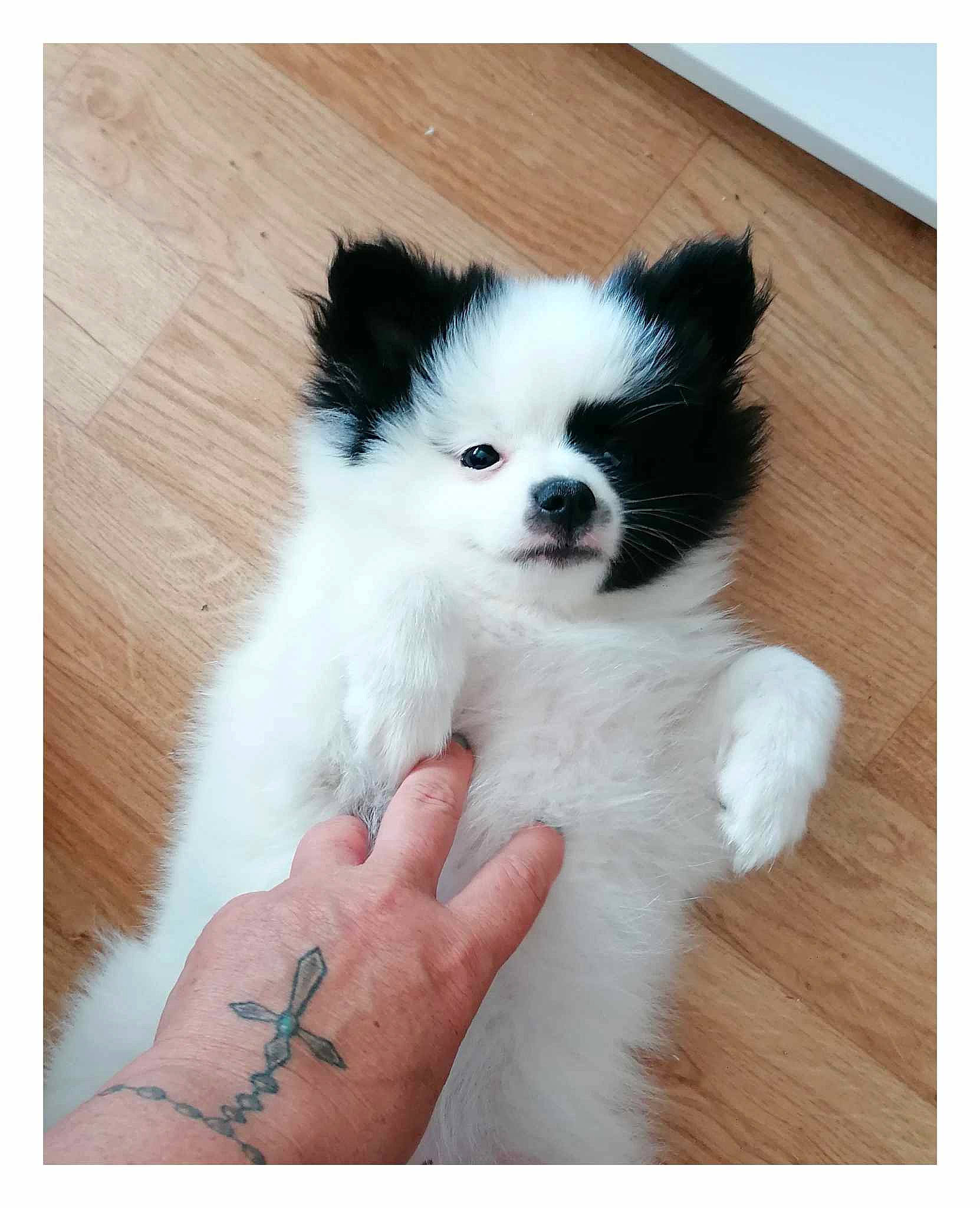 June participe au concours pour gagner de l'argent avec cette photo : art, canidae, carnivore, companion_dog, dog, dog_breed, fawn, fur, german_spitz_klein, non_sporting_group, puppy, snout, sporting_group, toy_dog, volpino_italiano, whiskers, working_animal, wrist