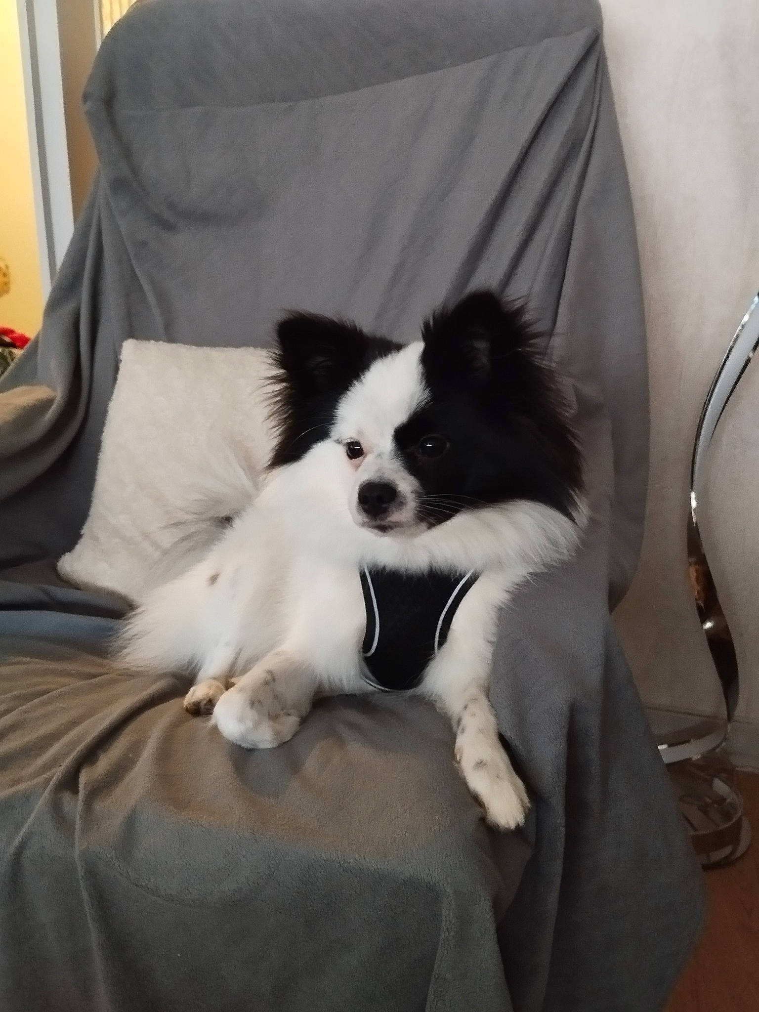 June a rejoint le concours — aidez-le/la à gagner de superbes lots ! canidae, carnivore, comfort, companion_dog, corgi_chihuahua, dog, dog_breed, dog_supply, fur, herding_dog, non_sporting_group, sitting, sporting_group, toy_dog, working_animal, working_dog