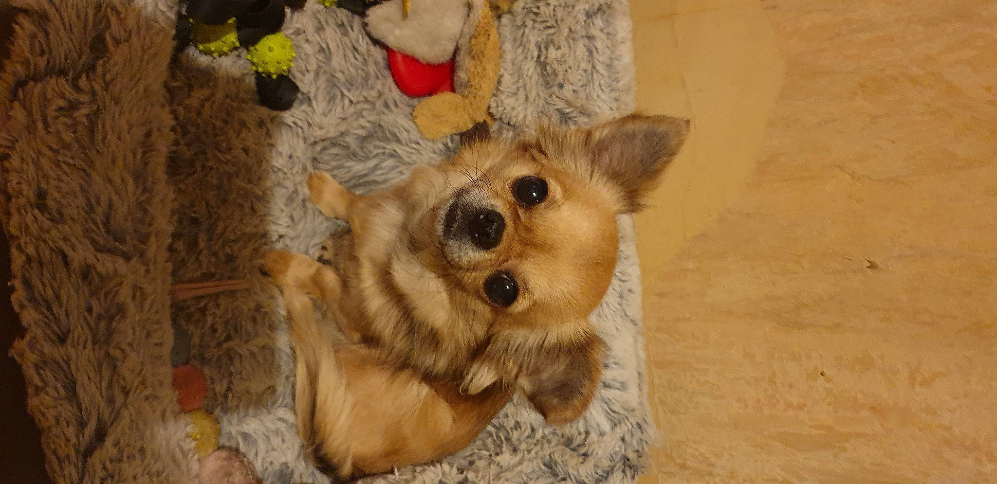 Pitchoune participe au concours pour gagner de l'argent avec cette photo : canidae, carnivore, companion_dog, dog, dog_breed, dog_supply, flooring, fur, hardwood, paw, pet_supply, plant, snout, sporting_group, terrestrial_animal, toy, whiskers, wildlife, wood, working_animal