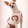 dog, chihuahua, pet, animal, studio_portrait, sweater, white_sweater, red_trim, sitting, tilted_head, large_ears, paws, short_fur, cute, small_dog, adorable, looking_at_camera, neutral_background, indoor, canine