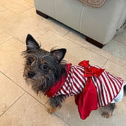 Jupiter joined the competition — help win amazing prizes! dog, small_dog, pet, dress, red_bow, striped_clothing, floor, tile_floor, indoor, curious, looking_up, furry, ears_up, beige_couch, home, cute, animal, companion, festive, adorable