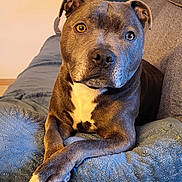 Raiden participe au concours pour gagner de l'argent avec cette photo : blanket, brown_fur, canine, couch, cozy, crossed_legs, dog, ears, eyes, face, furniture, home, indoor, nose, paws, pet, portrait, relaxed, snout, white_chest