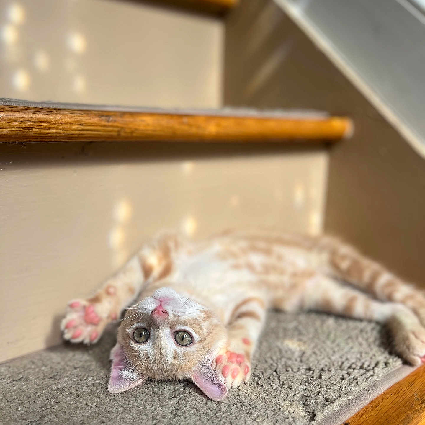 Simba joined the competition — help win amazing prizes! animal, carpet, cat, curious, cute, feline, fur, home, indoor, kitten, light, pet, pink_paws, playful, resting, shadow, stairs, stretching, wood, young