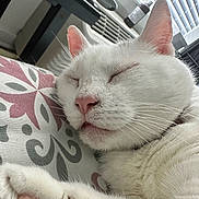 Snow is registered to the contest to win money with this photo: animal, cat, close_up, cozy, cute, domestic_cat, fur, indoor, natural_light, nose, pattern, paw, pet, pillow, relaxation, rest, sleeping, whiskers, white_cat, window_blinds