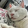 animal, cat, close_up, cozy, cute, domestic_cat, fur, indoor, natural_light, nose, pattern, paw, pet, pillow, relaxation, rest, sleeping, whiskers, white_cat, window_blinds
