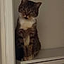 animal, brown, cabinet, cat, curious, domestic, doorframe, feline, furniture, household, indoor, pet, portrait, quiet, sitting, still, striped, tabby_cat, wall, white