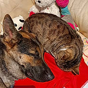 Kitty a rejoint le concours — aidez-le/la à gagner de superbes lots ! animal, blanket, cat, companion, couch, cozy, cute, dog, friendship, fur, german_shepherd, home, indoor, nap, pet, plush_toys, relaxation, resting, sleeping, tabby_cat