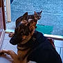 animal, black, brown, cat, concrete, curious, dog, doorway, floor, fur, german_shepherd, green_mat, indoor, looking_back, open_door, outdoor, pet, resting, tabby_cat, tile