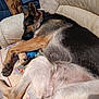 animal, canine, chair, close_up, comfort, cozy, dog, fur, german_shepherd, home, indoor, laying_down, leather, paw, pet, pillow, quiet, relaxation, resting, sleeping