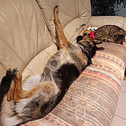 Vicky participe au concours pour gagner de l'argent avec cette photo : animal, beige, brown, canine, cat, couch, cushion, dog, furniture, indoor, leather, living_room, patterned_fabric, pet, plant, relaxed, resting, sleeping, tabby_cat, tile_floor