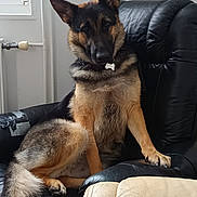 Vicky participe au concours pour gagner de l'argent avec cette photo : animal, canine, chair, collar, curious, dog, domestic_animal, fur, furniture, german_shepherd, home, indoor, leather, looking_at_camera, paw, pet, relaxed, seated, tail, window