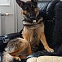 animal, canine, chair, collar, curious, dog, domestic_animal, fur, furniture, german_shepherd, home, indoor, leather, looking_at_camera, paw, pet, relaxed, seated, tail, window