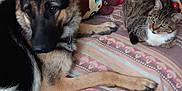 Vicky a rejoint le concours — aidez-le/la à gagner de superbes lots ! animal, black, brown, cat, colorful, companion, couch, cozy, dog, furniture, german_shepherd, home, indoor, laying_down, patterned_blanket, pets, relaxing, stuffed_toys, tabby_cat, white