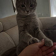 Bibiche a rejoint le concours — aidez-le/la à gagner de superbes lots ! cat, gray_tabby, paws, hand, couch, blanket, indoor, pet, animal, feline, cozy, holding, person, fur, whiskers, ears, eyes, sitting, domestic_cat, relaxing