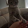 cat, gray_tabby, paws, hand, couch, blanket, indoor, pet, animal, feline, cozy, holding, person, fur, whiskers, ears, eyes, sitting, domestic_cat, relaxing