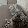Bibiche participe au concours pour gagner de l'argent avec cette photo : cat, gray_tabby, sleeping, relaxed, couch, indoor, pet, feline, fur, resting, cozy, home, animal, whiskers, soft, comfort, nap, domestic_cat, cute, peaceful